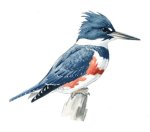 130919Telander-Belt3C04D38_t670